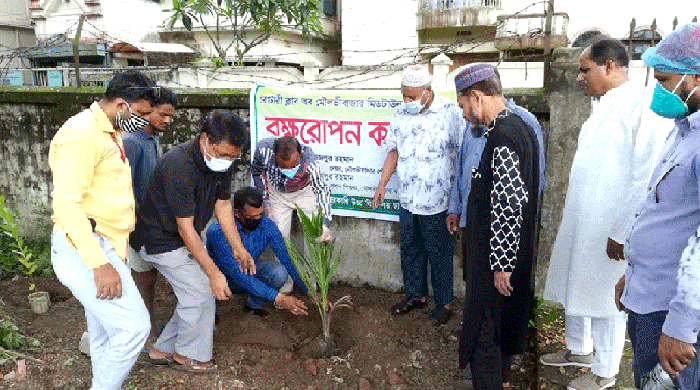 রোটারী ক্লাব অব মৌলভীবাজার মিড টাউনের উদ্যোগে বৃক্ষরোপণ কর্মসূচী পালিত