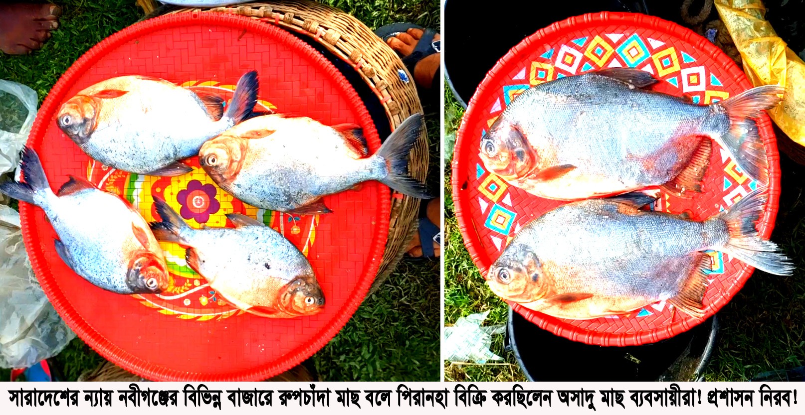 হবিগঞ্জের নবীগঞ্জ উপজেলার বিভিন্ন হাট বাজরে রুপচাঁদা মাছ বলে পিরানহা বিক্রি করছেন অসাধু মাছ ব্যবসায়ীরা