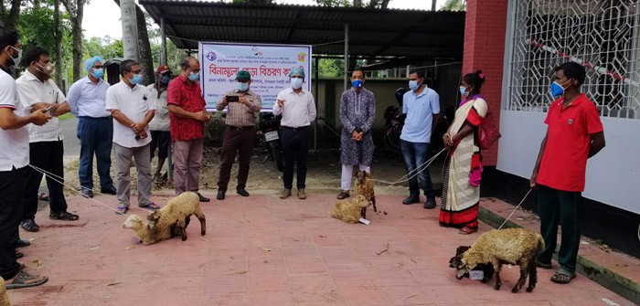 শ্রীমঙ্গল উপজেলায়  চা শ্রমিকদের মাঝে ৪০ জোড়া ভেড়া বিতরণ