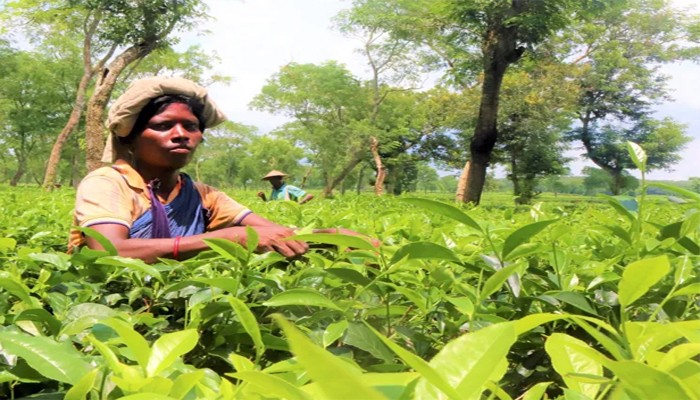 চা শ্রমিকদের নতুন মজুরী কার্যকর হবে আগামী সপ্তাহে