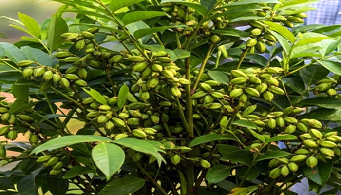 সবুজ সোনা খ্যাত উচ্চমূল্যের মশলা ফসল ‘এলাচ’