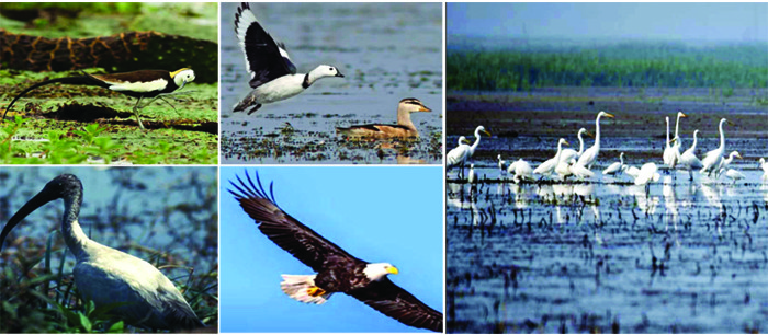 বাইক্কা বিলে জলজ পাখিশুমারি-২০২৫ : দেখা মিলেছে ৩৮ প্রজাতির ৭ হাজার ৮৭০টি পাখির