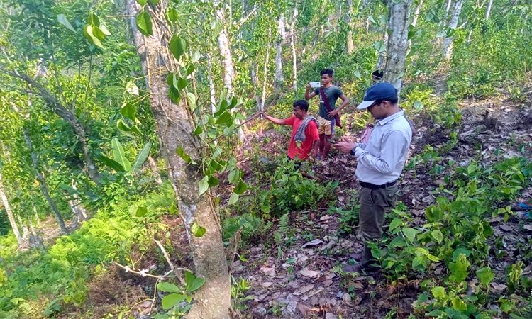 বড়লেখায় বেরেঙ্গা পুঞ্জির ৩ হাজার পানগাছ ও ৬০টি সুপারি গাছ কর্তনের অভিযোগ