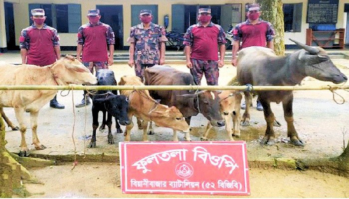 বড়লেখা ও জুড়ী উপজেলার বাংলাদেশ-ভারত সীমান্তে পশু চোরাচালান বৃদ্ধি