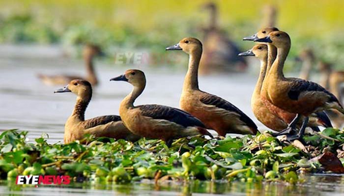 শিকারকৃত পাখি কিনেন প্রভাবশালীরা, হরিণ শিকারও বেড়েছে