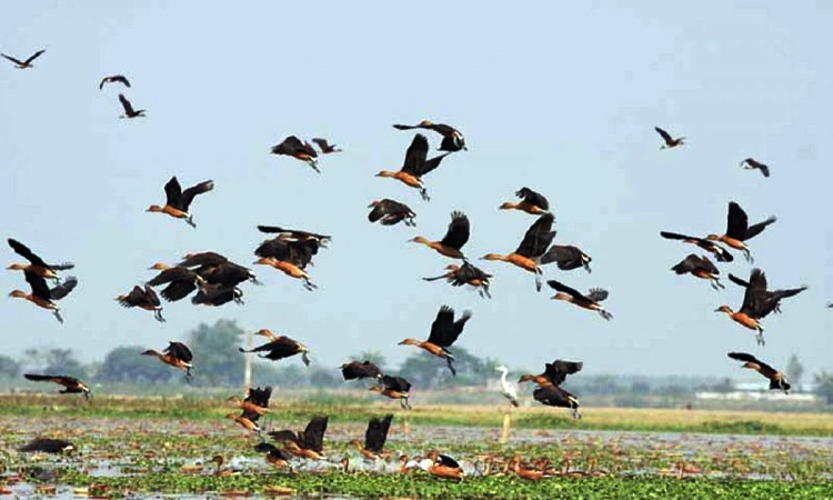 হাকালুকি হাওরে সামগ্রিকভাবে পাখির সংখ্যা অনেকটাই কম