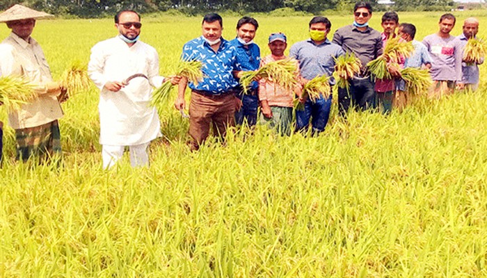 হাকালুকি হাওরপাড়ের কৃষকদেরকে বোরো ধান কাটা দ্রুত সম্পন্নের পরামর্শ কৃষি বিভাগের