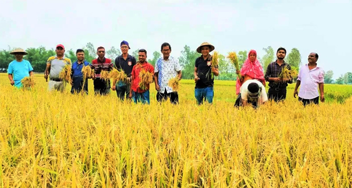 শ্রীমঙ্গলে ঘুর্ণিঝড়ে ক্ষতির আশঙ্কায় ধান কেটে দিলেন সাংবাদিকরা