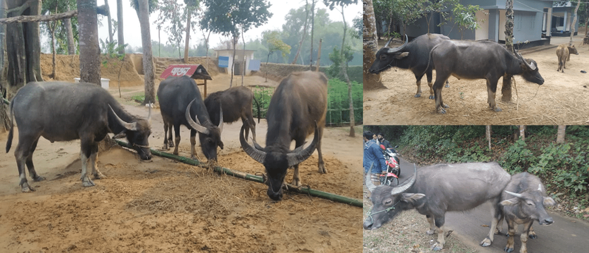 জুড়ীতে কাষ্টমসে জমা না দিয়েই একটি বড় মহিষ ব্যাটালিয়নে পাঠালো বিজিবি