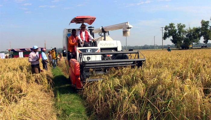 মৌলভীবাজারে অনুকুল পরিবেশ ও পোকার আক্রমন কম থাকায় আমনের বাম্পার ফলন