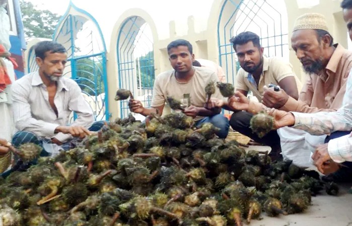 হাইল হাওরের জলজ ফল ‘মাখনা’ বিক্রি হচ্ছে ঢাকার বিভিন্ন অলি-গলিতে