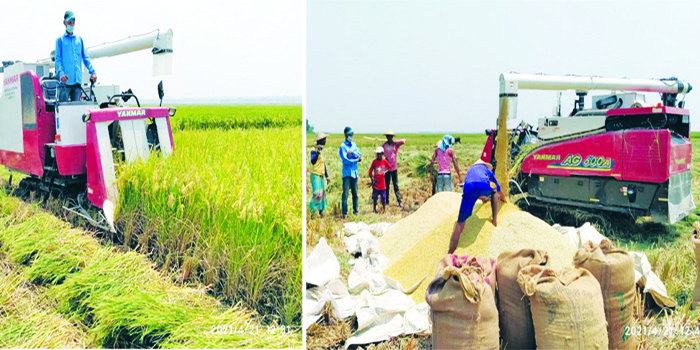 চলতি মৌসুমে মৌলভীবাজারে বোরো ধানের বাম্পার ফলন