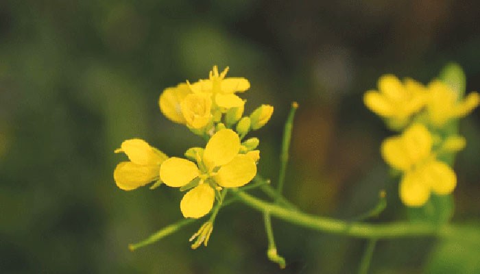 সরিষার নতুন ৫ জাত উদ্ভাবন : ভোজ্যতেলে সম্ভাবনা