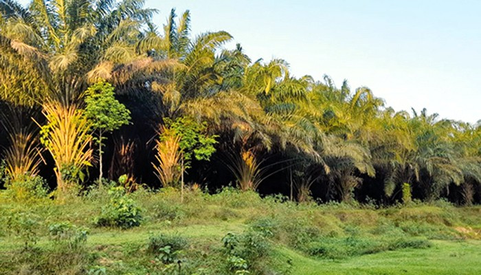 সিলেটের উদ্যোক্তারা পাম চাষ করে হতাশ