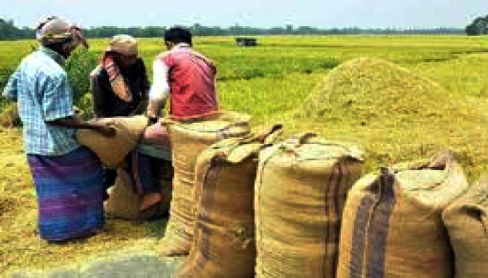 ধান-চাল সংগ্রহের মেয়াদ আরো ১৫ দিন বাড়ানো হয়েছে