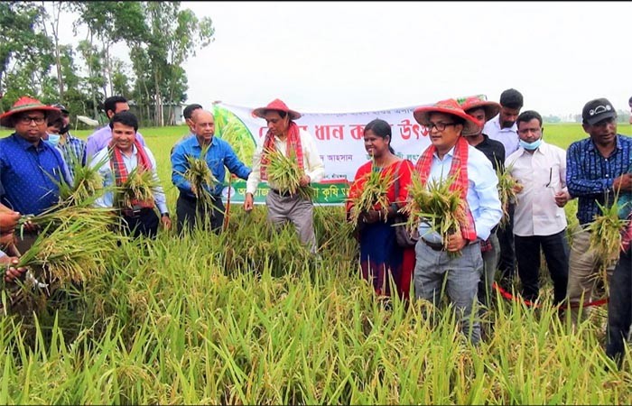 মৌলভীবাজারে বোরো ধানের বাম্পার ফলন : হাওরে আনুষ্ঠানিক ভাবে ধান কর্তন শুরু