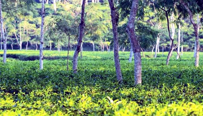 চলতি মৌসুমে চা উৎপাদনে নতুন রেকর্ড সৃষ্টি করবে বাংলাদেশ