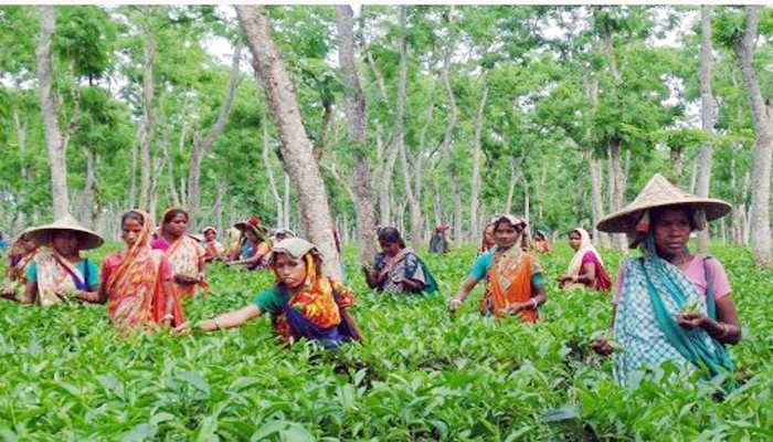 প্রধানমন্ত্রীর আহবানে সাড়া দিয়ে দীর্ঘ ১৯ দিন পর কাজে ফিরেছেন চা শ্রমিকরা