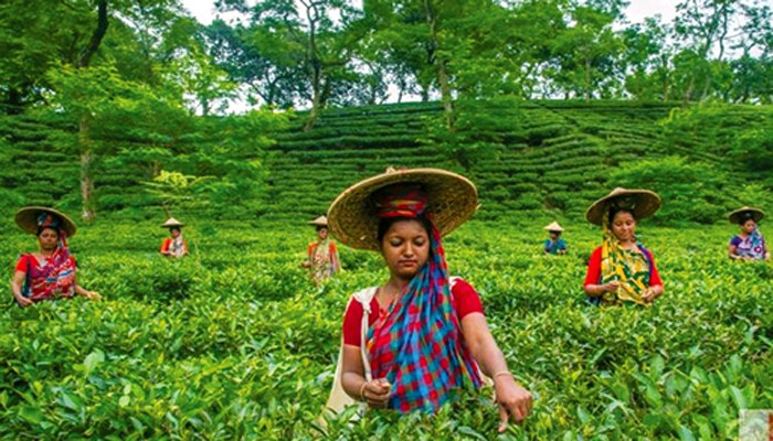 উৎপাদন অব্যাহত রাখার স্বার্থে চা শিল্পে উপকর বিলুপ্তির দাবি