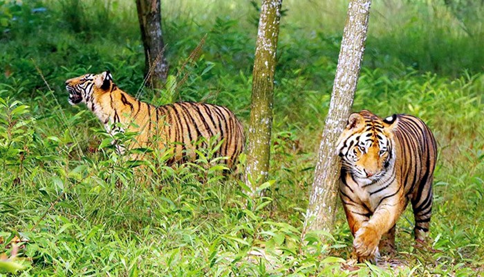 ডিসেম্বর থেকে সুন্দরবনে ‘ক্যামেরা ট্র্যাপিং’ পদ্ধতিতে বাঘশুমারি শুরু