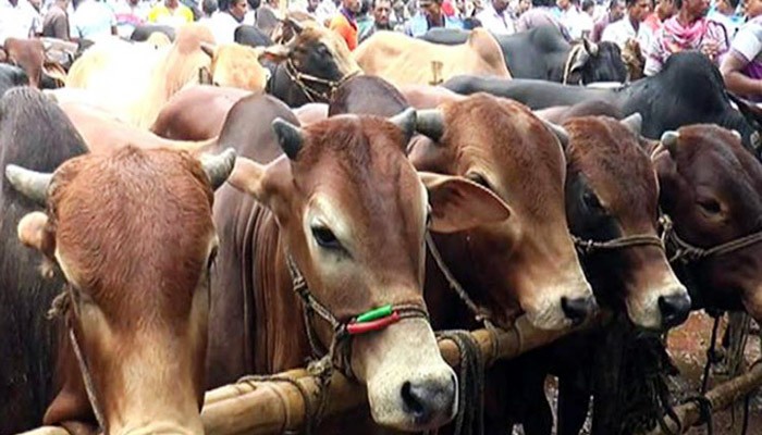 মৌলভীবাজার সদর উপজেলায় এবার কোরবানীর পশুর ১৩টি হাট চলছে
