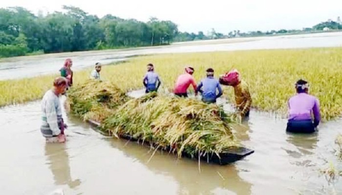 সিলেটে ক্ষতিগ্রস্ত কৃষকের ঋণ আদায় স্থগিত, পাবেন নতুন ঋণ