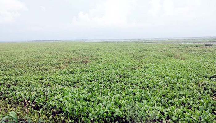 হাইল হাওরের গোপলা নদীর কঢ়ুরিপানার কারণে দুবছর ধরে ধান চাষ বঞ্চিত শতাধিক কৃষক