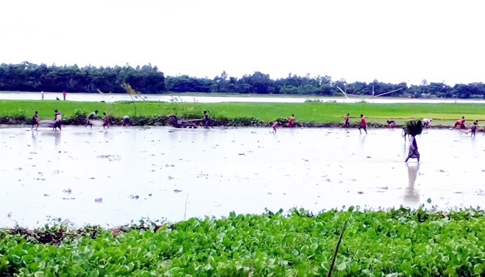 জগন্নাথপুরে আমন জমিতে মাছ ধরতে শিশুদের প্রতিযোগিতা