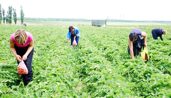 ব্রিটেনে সিজনাল ওয়ার্কার ভিসা’ আরও ১০ হাজার বাড়তে পারে